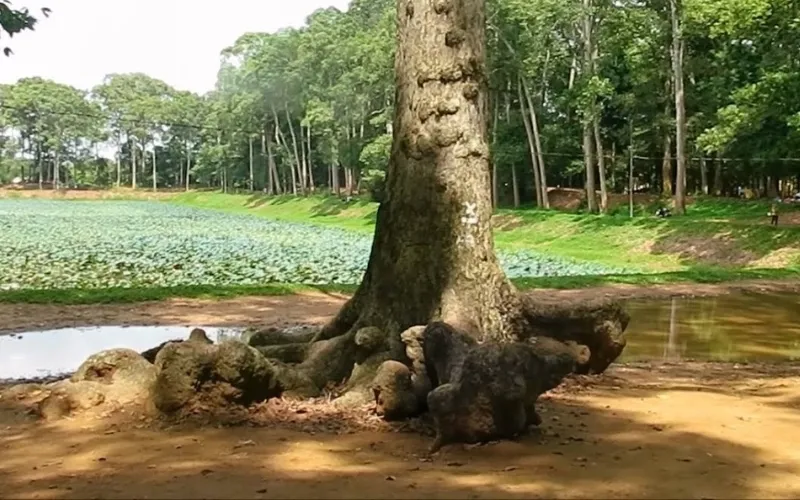 Thuê xe đi Trà Vinh